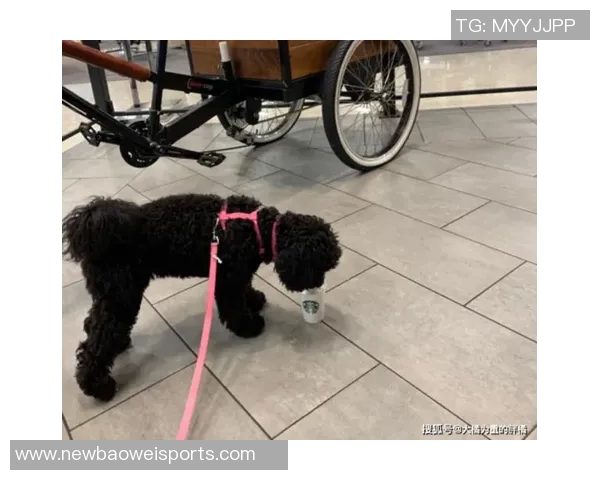 重金悬赏一万美元寻找拉姆塞走失爱犬希望尽快寻回爱宠 重金悬赏一万美元寻找拉姆塞走失爱犬希望尽快寻回爱宠